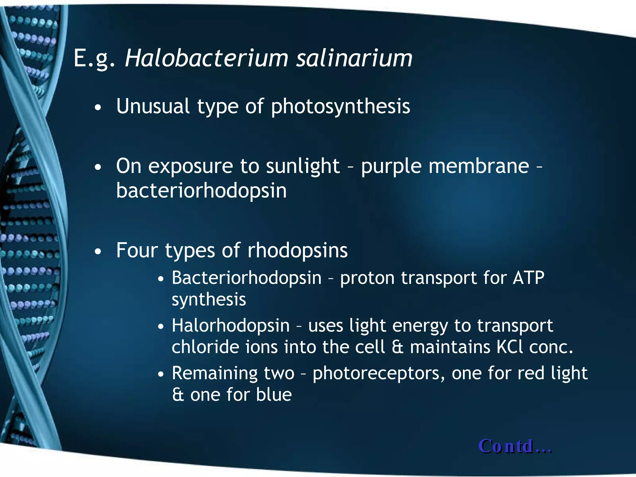 E.g.  Halobacterium salinarium Unusual type of photosynthesis On exposure to sunlight – purple membrane – bacteriorhodopsin Four types of rhodopsins Bacteriorhodopsin – proton transport for ATP synthesis Halorhodopsin – uses light energy to transport chloride ions into the cell & maintains KCl conc. Remaining two – photoreceptors, one for red light & one for blue Contd… 