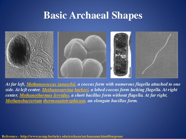 Archaebacteria.