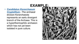 Archaebacteria | PPTX