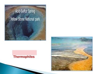 Thermophiles
 
