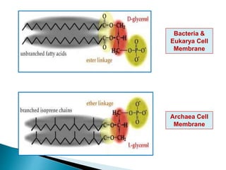 Archaea Cell
Membrane
Bacteria &
Eukarya Cell
Membrane
 