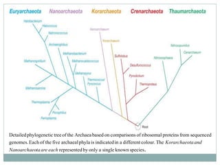 Detailedphylogenetic treeofthe Archaeabased on comparisonsof ribosomalproteinsfrom sequenced
genomes.Each of the five archaealphyla is indicatedin a differentcolour.The Korarchaeotaand
Nanoarchaeotaare each representedby only a single known species.
 