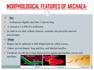 MORPHOLOGICAL FEATURES OF ARCHAEA-
❑ Size
 Archaea are slightly less than 1 micron long.
 A micron is 1/1,000 of a millimeter.
 In order to see their cellular features, scientists use powerful electron
microscopes.
❑ Shape
 Shapes can be spherical or ball shaped and are called coccus,
 Others are rod shaped, long and thin, and labelled bacillus.
 Variations of cells have been discovered in square and bacillus, coccus and
spirillum.
 