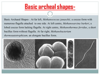 Basic archealshapes-
Basic Archaeal Shapes : At far left, Methanococcus janaschii, a coccus form with
numerous flagella attached to one side. At left centre, Methanosarcina barkeri, a
lobed coccus form lacking flagella. At right centre, Methanothermus fervidus, a short
bacillus form without flagella. At far right, Methanobacterium
thermoautotrophicum, an elongate bacillus form.
 