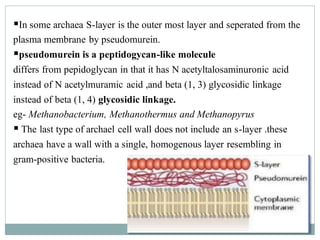 ▪In some archaea S-layer is the outer most layer and seperated from the
plasma membrane by pseudomurein.
▪pseudomurein is a peptidogycan-like molecule
differs from pepidoglycan in that it has N acetyltalosaminuronic acid
instead of N acetylmuramic acid ,and beta (1, 3) glycosidic linkage
instead of beta (1, 4) glycosidic linkage.
eg- Methanobacterium, Methanothermus and Methanopyrus
▪ The last type of archael cell wall does not include an s-layer .these
archaea have a wall with a single, homogenous layer resembling in
gram-positive bacteria.
 