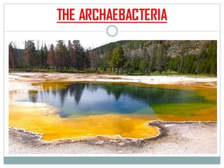THE ARCHAEBACTERIA
 