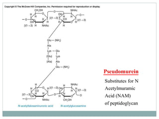 Substitutes for N
Acetylmuramic
Acid (NAM)
of peptidoglycan
Pseudomurein
 