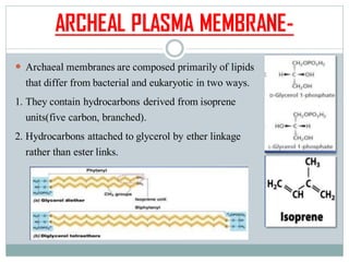 ARCHEAL PLASMA MEMBRANE-
 Archaeal membranes are composed primarily of lipids
that differ from bacterial and eukaryotic in two ways.
1. They contain hydrocarbons derived from isoprene
units(five carbon, branched).
2. Hydrocarbons attached to glycerol by ether linkage
rather than ester links.
 