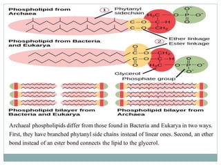 Archaeal phospholipids differ from those found in Bacteria and Eukarya in two ways.
First, they have branched phytanyl side chains instead of linear ones. Second, an ether
bond instead of an ester bond connects the lipid to the glycerol.
 