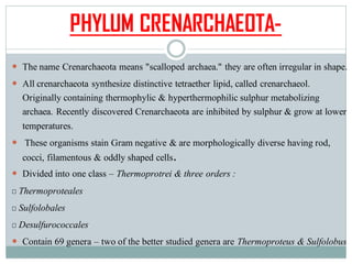 PHYLUM CRENARCHAEOTA-
 The name Crenarchaeota means "scalloped archaea." they are often irregular in shape.
 All crenarchaeota synthesize distinctive tetraether lipid, called crenarchaeol.
Originally containing thermophylic & hyperthermophilic sulphur metabolizing
archaea. Recently discovered Crenarchaeota are inhibited by sulphur & grow at lower
temperatures.
 These organisms stain Gram negative & are morphologically diverse having rod,
cocci, filamentous & oddly shaped cells.
 Divided into one class – Thermoprotrei & three orders :
Thermoproteales
Sulfolobales
Desulfurococcales
 Contain 69 genera – two of the better studied genera are Thermoproteus & Sulfolobus
 