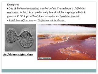 Example s:
• One of the best characterized members of the Crenarcheota is Sulfolobus
solfataricus isolated from geothermally heated sulphuric springs in Italy &
grows at 80 °C & pH of 2-4Othwer examples are Pyrolobus fumarii
• Sulfolobus solfataricus and Sulfolobus acidocaldarius.
Sulfolobus solfataricus
 