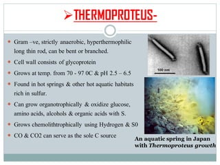 ➢THERMOPROTEUS-
 Gram –ve, strictly anaerobic, hyperthermophilic
long thin rod, can be bent or branched.
 Cell wall consists of glycoprotein
 Grows at temp. from 70 - 97 0C & pH 2.5 – 6.5
 Found in hot springs & other hot aquatic habitats
rich in sulfur.
 Can grow organotrophically & oxidize glucose,
amino acids, alcohols & organic acids with S.
 Grows chemolithtrophically using Hydrogen & S0
 CO & CO2 can serve as the sole C source An aquatic spring in Japan
with Thermoproteus growth
 
