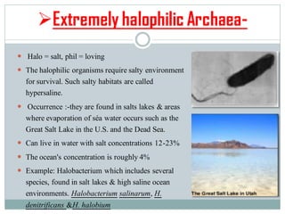 ➢Extremely halophilic Archaea-
 Halo = salt, phil = loving
 The halophilic organisms require salty environment
for survival. Such salty habitats are called
hypersaline.
 Occurrence :-they are found in salts lakes & areas
where evaporation of séa water occurs such as the
Great Salt Lake in the U.S. and the Dead Sea.
 Can live in water with salt concentrations 12-23%
 The ocean's concentration is roughly 4%
 Example: Halobacterium which includes several
species, found in salt lakes & high saline ocean
environments. Halobacterium salinarum, H.
denitrificans &H. halobium
 