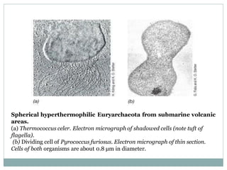 Spherical hyperthermophilic Euryarchaeota from submarine volcanic
areas.
(a) Thermococcus celer. Electron micrograph of shadowed cells (note tuft of
flagella).
(b) Dividing cell of Pyrococcus furiosus. Electron micrograph of thin section.
Cells of both organisms are about 0.8 μm in diameter.
 