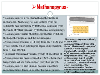 ➢Methanopyrus-
Methanopyrusgrows optimally
at 100°C and
can make CH4 only from CO2 +
H2. (a) Electron micrograph of
a cell of Methanopyrus
kandleri, the most thermophilic
of all known organisms (upper
temperaturelimit,122°C).This
cell measures 0.5 × 8 μm. (b)
Structure of the novel lipid of
M. kandleri. This is the normal
ether-linkedlipidof the
Archaea except that the side
chains are an unsaturated form
of phytanyl (geranylgeraniol).
• Methanopyrus is a rod-shaped hyperthermophilic
methanogen. Methanopyrus was isolated from hot
sediments near submarine hydrothermal vents and from
the walls of “black smoker” hydrothermal vent chimneys.
• Methanopyrus shares phenotypic properties with both
the hyperthermophiles and the methanogens.
Methanopyrus produces CH4 only from H2 + CO2 and
grows rapidly for an autotrophic organism (generation
time <1 h at 100°C).
•In special pressurized vessels, growth of one strain of
Methanopyrus has been recorded at 122°C, the highest
temperature yet shown to support microbial growth.
• Methanopyrus is also unusual because it contains
membrane lipids found in no other known organism.
 