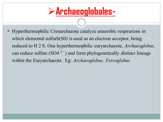 ➢Archaeoglobales-
 Hyperthermophilic Crenarchaeota catalyze anaerobic respirations in
which elemental sulfurb(S0) is used as an electron acceptor, being
reduced to H 2 S. One hyperthermophilic euryarchaeote, Archaeoglobus,
can reduce sulfate (SO4 2− ) and form phylogenetically distinct lineage
within the Euryarchaeota . Eg: Archaeoglobus, Ferroglobus
 