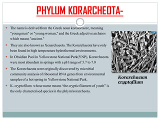 PHYLUM KORARCHEOTA-
 The nameis derivedfrom the Greek noun korosorkore, meaning
"youngman" or "youngwoman," and the Greek adjectivearchaios
which means"ancient."
 They are also knownas Xenarchaeota.The Korarchaeotahaveonly
been found in high temperaturehydrothermalenvironments.
 In Obsidian Poolin YellowstoneNationalPark(YNP), Korarchaeota
were most abundantin springs with a pH rangeof 5.7 to 7.0
 The Korarchaeotawereoriginally discoveredby microbial
communityanalysisof ribosomalRNA genesfrom environmental
samplesof a hot spring in YellowstoneNationalPark.
 K. cryptofilum whose name means“the crypticfilamentof youth” is
the only characterisedspeciesin the phlym korarcheota.
Korarchaeum
cryptofilum
 
