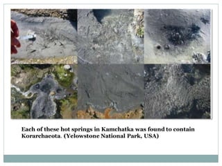 Each of these hot springs in Kamchatka was found to contain
Korarchaeota. (Yelowstone National Park, USA)
 