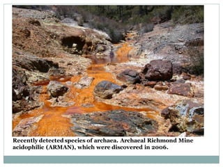 Recently detected species of archaea. Archaeal Richmond Mine
acidophilic (ARMAN), which were discovered in 2006.
 