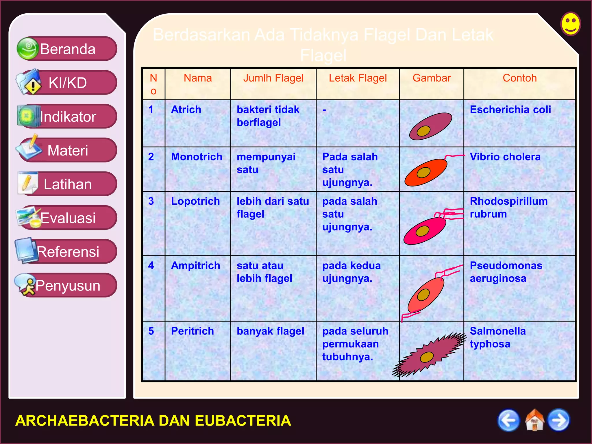 Beranda 
KI/KD 
Indikator 
Materi 
Latihan 
Evaluasi 
Referensi 
Penyusun 
Berdasarkan Ada Tidaknya Flagel Dan Letak 
ARCHAEBACTERIA DAN EUBACTERIA 
Flagel 
N 
o 
Nama Jumlh Flagel Letak Flagel Gambar Contoh 
1 Atrich bakteri tidak 
berflagel 
- Escherichia coli 
2 Monotrich mempunyai 
satu 
Pada salah 
satu 
ujungnya. 
Vibrio cholera 
3 Lopotrich lebih dari satu 
flagel 
pada salah 
satu 
ujungnya. 
Rhodospirillum 
rubrum 
4 Ampitrich satu atau 
lebih flagel 
pada kedua 
ujungnya. 
Pseudomonas 
aeruginosa 
5 Peritrich banyak flagel pada seluruh 
permukaan 
tubuhnya. 
Salmonella 
typhosa 
 