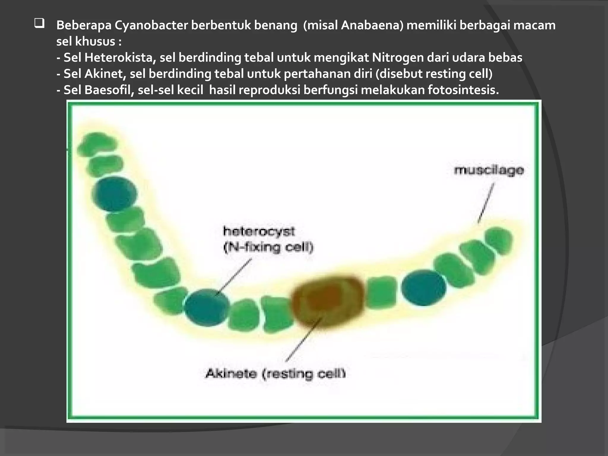 Archae&eubacteria | PPT