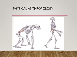 PHYSICAL ANTHROPOLOGY
 