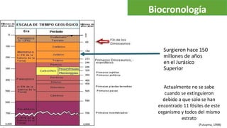 Biocronología 
Surgieron hace 150 
millones de años 
en el Jurásico 
Superior 
Actualmente no se sabe 
cuando se extinguieron 
debido a que solo se han 
encontrado 11 fósiles de este 
organismo y todos del mismo 
estrato 
(Futuyma, 1998) 
 