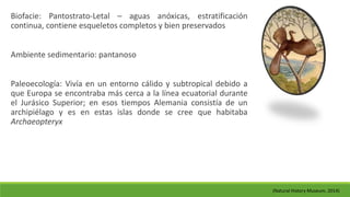 Biofacie: Pantostrato-Letal – aguas anóxicas, estratificación 
continua, contiene esqueletos completos y bien preservados 
Ambiente sedimentario: pantanoso 
Paleoecología: Vivía en un entorno cálido y subtropical debido a 
que Europa se encontraba más cerca a la línea ecuatorial durante 
el Jurásico Superior; en esos tiempos Alemania consistía de un 
archipiélago y es en estas islas donde se cree que habitaba 
Archaeopteryx 
(Natural History Museum, 2014) 
 