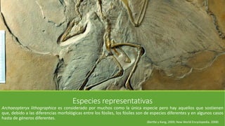 Especies representativas 
Archaeopteryx lithographica es considerado por muchos como la única especie pero hay aquellos que sostienen 
que, debido a las diferencias morfológicas entre los fósiles, los fósiles son de especies diferentes y en algunos casos 
hasta de géneros diferentes. 
(Bartfai y Kang, 2009; New World Encyclopedia, 2008) 
 