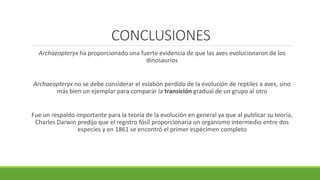CONCLUSIONES 
Archaeopteryx ha proporcionado una fuerte evidencia de que las aves evolucionaron de los 
dinosaurios 
Archaeopteryx no se debe considerar el eslabón perdido de la evolución de reptiles a aves, sino 
más bien un ejemplar para comparar la transición gradual de un grupo al otro 
Fue un respaldo importante para la teoría de la evolución en general ya que al publicar su teoría, 
Charles Darwin predijo que el registro fósil proporcionaría un organismo intermedio entre dos 
especies y en 1861 se encontró el primer espécimen completo 
 