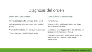Diagnosis del orden 
CARACTERÍSTICAS AVIARES: 
Plumas (sinapomorfía principal de las aves) 
Hallux oponible (término latino para el dedo 
gordo) 
*Fúrcula formada de dos clavículas fusionadas 
*Pubis alargado y dirigido hacia atrás 
CARACTERÍSTICAS REPTILIANAS: 
Tiene dientes 
Vértebras de la región del tronco son libres 
(fusionadas en las aves) 
El cuello se conecta por detrás del cráneo y en 
las aves modernas es por debajo 
Cola larga compuesta de vertebras libres (en 
aves modernas cola corta y vertebras 
fusionadas) 
(Zimmermann, 2013; Nedin, 1999; Strickberger, 2000) 
 