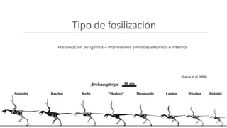 Tipo de fosilización 
Preservación autigénica – impresiones y moldes externos e internos 
(García et al, 2006) 
 