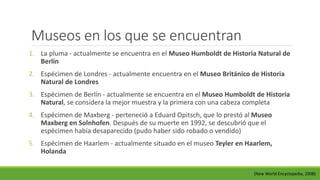 Museos en los que se encuentran 
1. La pluma - actualmente se encuentra en el Museo Humboldt de Historia Natural de 
Berlín 
2. Espécimen de Londres - actualmente encuentra en el Museo Británico de Historia 
Natural de Londres 
3. Espécimen de Berlín - actualmente se encuentra en el Museo Humboldt de Historia 
Natural, se considera la mejor muestra y la primera con una cabeza completa 
4. Espécimen de Maxberg - perteneció a Eduard Opitsch, que lo prestó al Museo 
Maxberg en Solnhofen. Después de su muerte en 1992, se descubrió que el 
espécimen había desaparecido (pudo haber sido robado o vendido) 
5. Espécimen de Haarlem - actualmente situado en el museo Teyler en Haarlem, 
Holanda 
(New World Encyclopedia, 2008) 
 