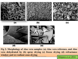 Fig 2: Morphology of Aloe vera samples: (a) Aloe vera reference, and Aloe
vera dehydrated by (b) spray drying (c) freeze drying (d) refractance
window and (e) radiant zone-drying
(a) (b) (c)
(d) (e)
Minjares et al.,201629/3/2019 47Dept.Postharvest technlogy
 