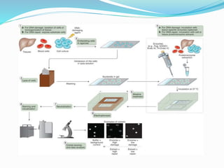 Genotoxicity Types Mutagenicity, Carcinogenicity, Genotoxicity Tests | PPTX