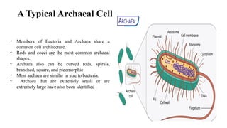 Comprehensive Overview of Archaeal Cell Structure and Function | PPTX