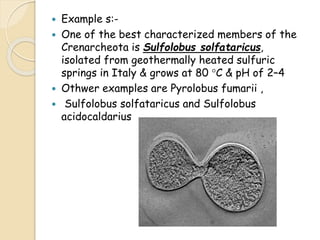  Example s:-
 One of the best characterized members of the
Crenarcheota is Sulfolobus solfataricus,
isolated from geothermally heated sulfuric
springs in Italy & grows at 80 °C & pH of 2–4
 Othwer examples are Pyrolobus fumarii ,
 Sulfolobus solfataricus and Sulfolobus
acidocaldarius
 