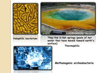 They live in hot springs (pools of hot
water that have moved toward earth's
surface)
Halophilic bacterium
Methanogenic archeabacteria
Thermophilic
 