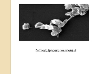 Nitrososphaera viennensis
 