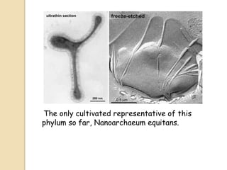The only cultivated representative of this
phylum so far, Nanoarchaeum equitans.
 