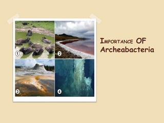 IMPORTANCE OF
Archeabacteria
 