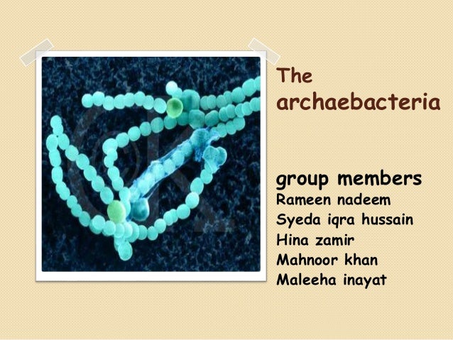 archeabacteria presentation archaebacteria kingdom