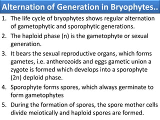 1. The life cycle of bryophytes shows regular alternation
of gametophytic and sporophytic generations.
2. The haploid phase (n) is the gametophyte or sexual
generation.
3. It bears the sexual reproductive organs, which forms
gametes, i.e. antherozoids and eggs gametic union a
zygote is formed which develops into a sporophyte
(2n) deploid phase.
4. Sporophyte forms spores, which always germinate to
form gametophytes
5. During the formation of spores, the spore mother cells
divide meiotically and haploid spores are formed.
Alternation of Generation in Bryophytes..
 