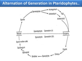 Alternation of Generation in Pteridophytes..
 