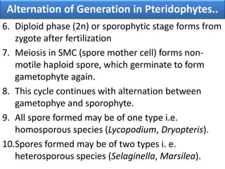 6. Diploid phase (2n) or sporophytic stage forms from
zygote after fertilization
7. Meiosis in SMC (spore mother cell) forms non-
motile haploid spore, which germinate to form
gametophyte again.
8. This cycle continues with alternation between
gametophye and sporophyte.
9. All spore formed may be of one type i.e.
homosporous species (Lycopodium, Dryopteris).
10.Spores formed may be of two types i. e.
heterosporous species (Selaginella, Marsilea).
Alternation of Generation in Pteridophytes..
 