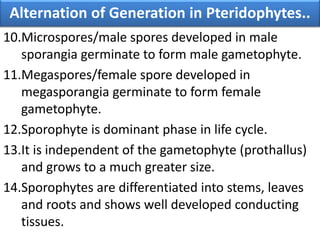 10.Microspores/male spores developed in male
sporangia germinate to form male gametophyte.
11.Megaspores/female spore developed in
megasporangia germinate to form female
gametophyte.
12.Sporophyte is dominant phase in life cycle.
13.It is independent of the gametophyte (prothallus)
and grows to a much greater size.
14.Sporophytes are differentiated into stems, leaves
and roots and shows well developed conducting
tissues.
Alternation of Generation in Pteridophytes..
 