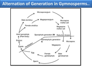 Alternation of Generation in Gymnosperms..
 