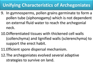 Unifying Characteristics of Archegoniates
9. In gymnosperms, pollen grains germinate to form a
pollen tube (siphonogamy) which is not dependent
on external fluid water to reach the archegonial
neck.
10.Differentiated tissues with thickened cell walls
(collenchyma) and lignified walls (sclerenchyma) to
support the erect habit.
11.Efficient spore dispersal mechanism.
12.The archegoniates evolved several adaptive
strategies to survive on land.
 