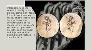 Paleobotany is the
scientific study of ancient
plants, using plant fossils
found in sedimentary
rocks. These fossils can
be impressions or
compressions of the
plants left on the rock's
surface, or "petrified"
objects, such as wood,
which preserve the
original plant material in
rocklike form.
2
 
