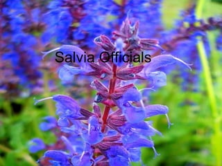 Salvia Officials
 